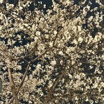 焼鳥 多喜 - お店近くの荒木公園の桜