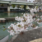 PARIS-h - 堂島川沿いの桜が満開でした♪