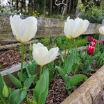 一夜城 ヨロイヅカ・ファーム - 