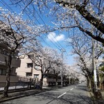 Tsuchi Botaru - 青葉区桜ウォーキング (あざみ野桜通り)