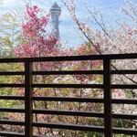 料亭 天王殿 - 満開の桜越しの通天閣