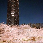 バローロ - ミッドタウンの夜桜