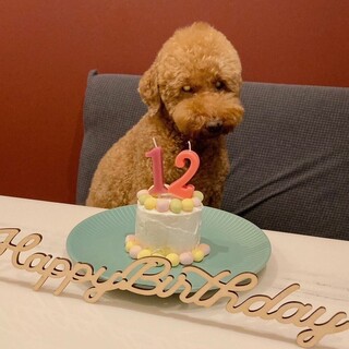 [For dogs] All handmade! You can also make reservations for celebration cakes ◎