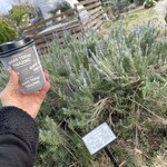 ハーブガーデンポケット - ドリンク写真: