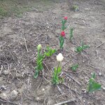 Juu Warisoba Juube Xe - お庭のチューリップ　昨日まで硬い蕾だったけどかなり咲き始めました