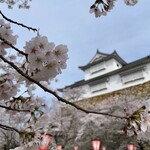 囲炉裏焼きあなみ - 桜が満開でした