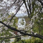 サントリー山崎蒸溜所 - 満開の桜