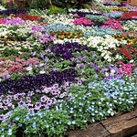 馬車道 大かわ - 