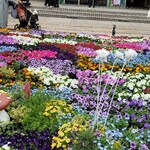 馬車道 大かわ - 