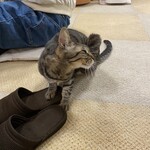 ねこのみせ - 