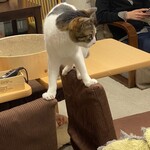 ねこのみせ - 