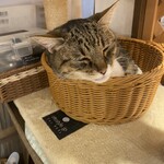 ねこのみせ - 