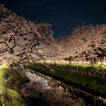 小川菊 - 新河岸川の桜