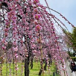 カフェRosa薔薇館 - 
