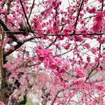 カフェRosa薔薇館 - 