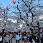 COFFEE POST Kubomachi - 喜多院の桜