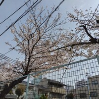 はり重 道頓堀本店 -  はり重 道頓堀本店 -