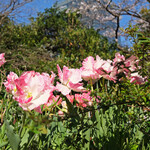 Sutabakku Su Kohi - 快晴のルーフガーデンの花と満開の桜です