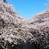 Bistro HiNGE Nakameguro - 目黒川の快晴で満開の桜です