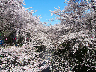 Bistro HiNGE Nakameguro - 目黒川の快晴で満開の桜です