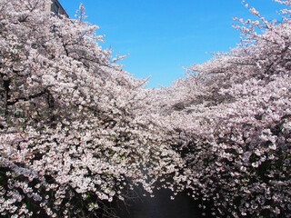 Bistro HiNGE Nakameguro - 目黒川の快晴で満開の桜です