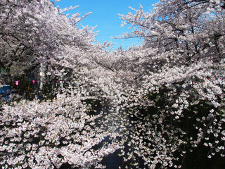 Bistro HiNGE Nakameguro - 目黒川の快晴で満開の桜です