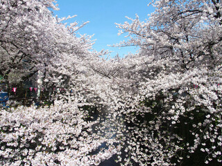 Bistro HiNGE Nakameguro - 目黒川の快晴で満開の桜です