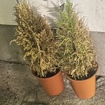 大元 - これは確かに厳しそう^_^。復活なるかワクワク