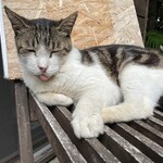 旬家ばんちゃん - 看板猫ちゃんのお出迎え