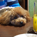 トラットリアチンクエポンテ - 結局チンクエポンテ飯は食えずだワン・・・