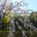 YATSUDOKI - 駐車場で咲く枝垂れ桜