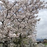かじまや - 雨降り後…もう散ってる
      今年は桜の季節が短くお花見行けなかったなぁ