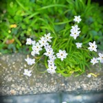 キリンシティ - ✽ 散歩中に路端に咲いていた星形の花はハナニラと言うらしい。南米産の外来種で明治期に観賞用として入ってきて帰化。花ニラ（韮の花）とは全く違うらしい。ネット情報です。