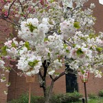 美食天地 遙華 - 多品種の桜