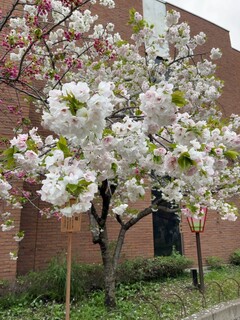 Bishoku Tenchi Haruka - 多品種の桜