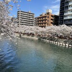亀松 - 大岡川の桜
