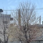 JiProign - 店内から見るとカエデのB53の芽吹きに目隠しされ始めたエキスポセンターのH2ロケット