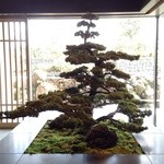 ラ・ロカンダ - ロビーの盆栽♪