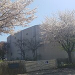 キッチン ブルー グローブ - 気になっていた通り道の桜、かなり散ってしまったが
