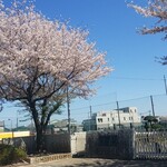 キッチン ブルー グローブ - まだまだ健在でした