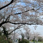 Resutoram Marin Katei - 満開な桜