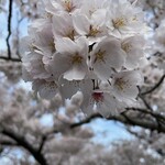 Resutoram Marin Katei - 満開な桜