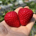 姫路ハートフル観光農園 - 