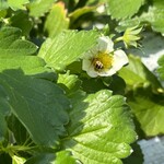 姫路ハートフル観光農園 - 