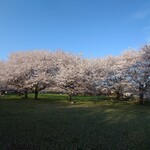 モナムール 清風堂本店 - 武蔵国分寺跡の　桜