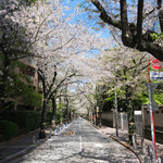 Sutabakku Su Kohi - アークヒルズの桜並木の快晴で満開の桜です