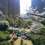 Sutabakku Su Kohi - 快晴のルーフガーデンの花と満開の桜で