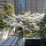 Sutabakku Su Kohi - 快晴のルーフガーデンの花と満開の桜で