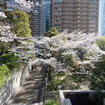 Sutabakku Su Kohi - 快晴のルーフガーデンの花と満開の桜で