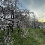 沖縄郷土料理あわもり　ゆうなんぎい - 鶴舞公園　桜祭り